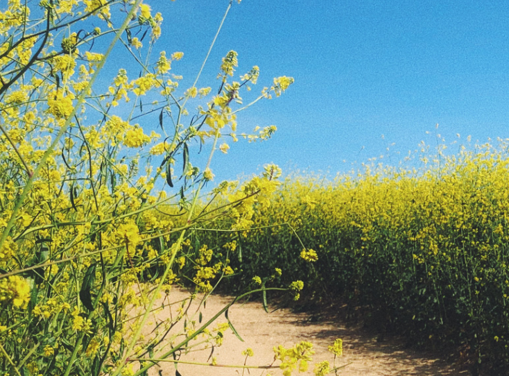 Summer field of mustard bright yellow blooms